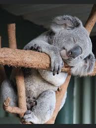 Pin By Carol Motter On Koalas In 2020 Cute Animals Cute Baby Animals Baby Animals