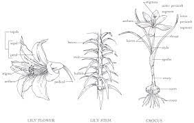 Parts Of A Lily Flower Lily Flower Lily Stem Crocus Parts Of A Flower Lily Flower Flowers