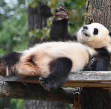 Maybe you would like to learn more about one of these? Pandas Aktuelle News Bilder Infos Welt