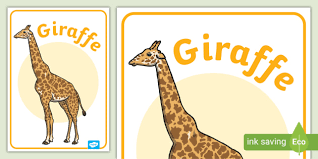 Miss giraffe s class free kindergarten and first grade worksheets and activitieseach letter is on an a4 page. Free Printable Giraffe Poster Educational Resources Twinkl