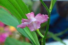 Image result for Phaius