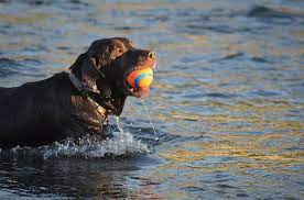 Labrador Retriever Coat Facts Care Grooming Shedding Playbarkrun