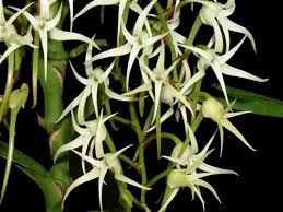 Image result for Cyrtorchis arcuata