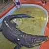 Parmi les plus grands reptiles du monde et capables d'atteindre six mètres de long, les crocodiles marins sont des animaux méconnus et pourtant plutôt fascinants. 1