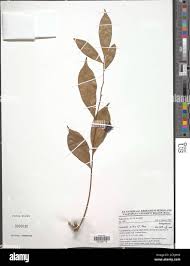 Image result for Carpolobia