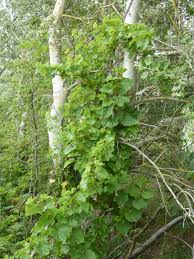 Image result for Vitis vinifera