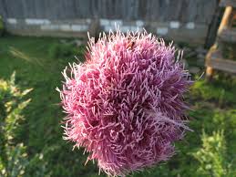 Image result for Carduus nyassanus