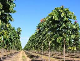 Image result for Khaya grandifoliola