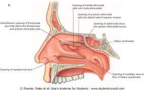 Http Ksumsc Com Download Center Archive 2nd 438 1 20neuropsychiatry 20block Male 20group Anatomy 12 20anatomy 20of 20the 20nose Pdf