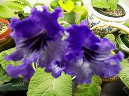 Image result for Streptocarpus buchananii