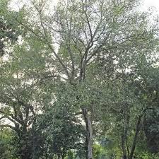 Image result for Citharexylum