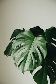 Monstera Deliciosa A Way Of Seeing In 2020 Plant Wallpaper Plant Aesthetic Monstera