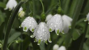 'seni̇ öldüreceği̇m' tuncer hunca, savcılıktaki ifadesinde, konuştuğum iki kadının yiğit şardan'la çalıştığını öğrenince, ben de iyi niyetle yiğit. Alihan Samedov Sari Gelin Youtube