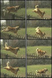 Springen Hunde Com Alles Rund Um Den Hund