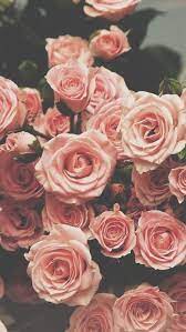 Iphone 6 Wallpaper Floral Flowers Roses Flower Wallpaper Flowers Beautiful Flowers