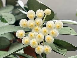 Image result for Lotononis crumanina