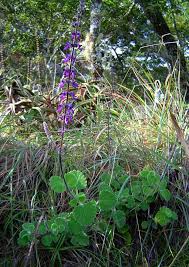 Image result for Coleus hadiensis