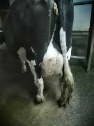 Maybe you would like to learn more about one of these? Vand 2 Vaci Holstein Si 3 Vaci Baltate Romanesti