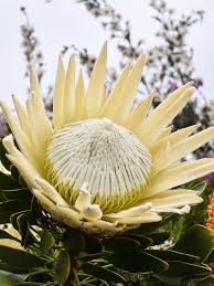 Image result for Protea cynaroides
