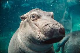 Though she still seemed sleepy. Metoo Black Friday Fraternities And Fiona The Hippo Our Favorite Student Comments Of The Week The New York Times