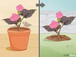 Begonia propagation plant one on me ep 039. Simple Ways To Make Begonias Bloom 9 Steps With Pictures