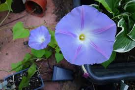 Image result for Ipomoea adenioides