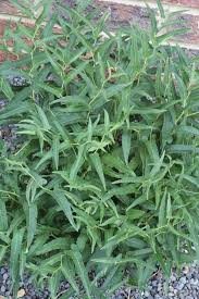 Image result for Aristolochia hockii