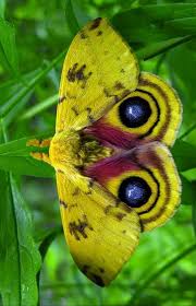 Pin By Marta Elvira On Muhtesem Canlilar Animals Beautiful Butterfly Photos Beautiful Butterflies