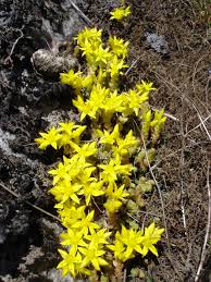 Image result for Sedum ruwenzoriense