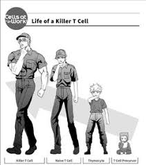 Killer T Cell Cells At Work Wiki Fandom