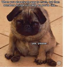 Yes Please Funny Animal Jokes Funny Dog Memes Funny Animal Pictures