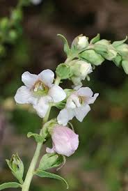 Image result for Hedbergia