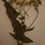 Image result for Erigeron steudelii