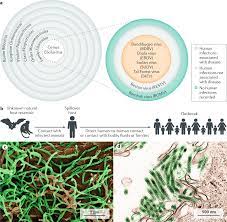 The latter occurred in a village near the ebola river, from which the disease takes its name. Ebola Virus Disease Nature Reviews Disease Primers