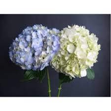 Support local businesses and save up to 70% off. Blue And White Hydrangea Bunch Of 40 Stems Toronto Bulk Flowers
