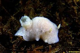 Image result for Cuviera tomentosa