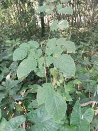 Image result for Rytigynia sp. M