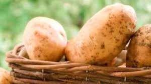 जगातील सर्वात महागड्या बटाट्याची किंमती किती? बघा तुम्हाला परवडतोय का?