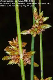 Image result for Schoenoplectus confusus