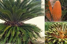 Age of cycads — that period of earth's history dominated by cycads; Cycads And Their Golden Age Cook Islands Natural Heritage Trust