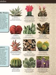 I have a young balloon cactus. Emz Tiny Garden Home Facebook