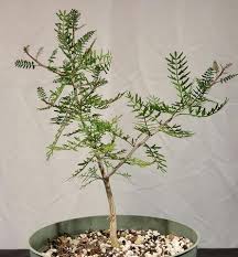 Image result for Brachystegia utilis × microphylla