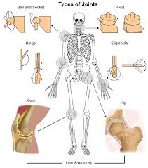 The human body contains five organs that are considered vital for survival. Anatomy Of A Joint