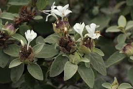 Image result for Barleria albostellata
