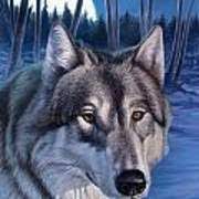 Cartoon three little pigs big bad wolf blowing. Wolf In Moonlight Poster By Hans Droog