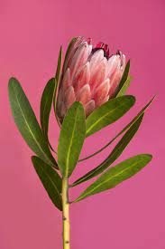 Protea On Pink Protea Flower Australian Flowers Australian Native Flowers