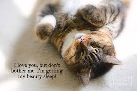 I can't believe that she would leave me on my own. I Love You But Don T Bother Me Photograph By Dianne Sherrill