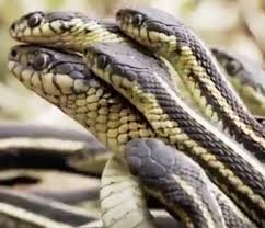 Menurut primbon, diserang ular merupakan. Arti Mimpi Dikejar Ular Menurut Prombon Dan Psikologi