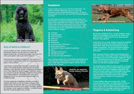 Notfallkarte mit personlichen daten camperstyle de zur serviceseite formulare, muster und vordrucke des bmjv. Deutsche Ubersetzungen Canine Addisons Ressourcen Education Care