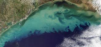 Image result for Hypoxis kilimanjarica